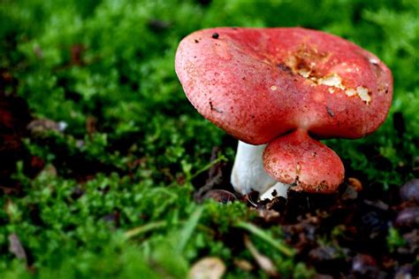 国家Ⅱ级重点保护珍稀濒危菌类植物：松口蘑（松茸） - 知乎