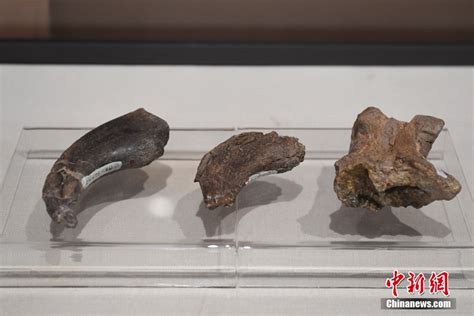科学网—呼和浩特内蒙古博物院之恐龙 - 陈立群的博文