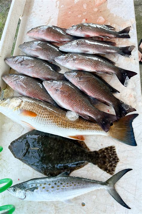 How to Catch Mangrove Snapper - Tyler's Fishing Adventures