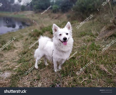 173 Indian Spitz Images, Stock Photos & Vectors | Shutterstock