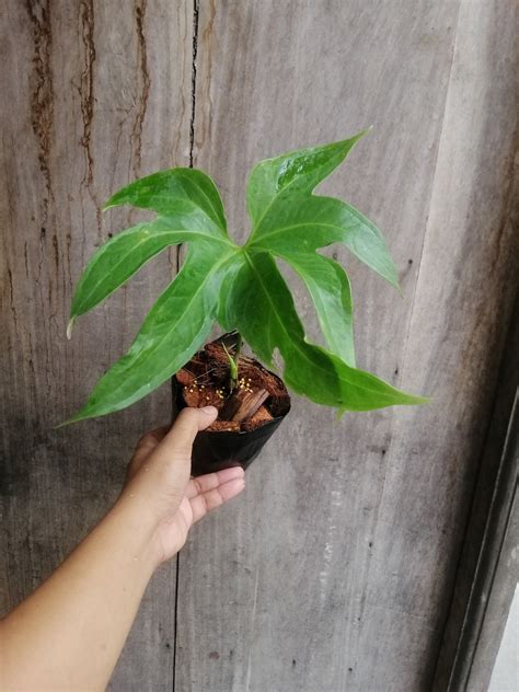 Anthurium Pedatoradiatum 'Juvenile': Buy Plant Online In India – Growcerys