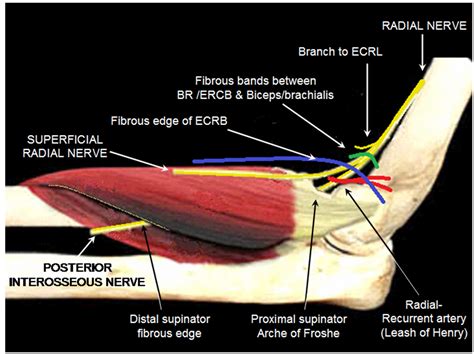 Posterior Interosseous Nerve