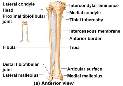 Fibula And Tibia Labeled