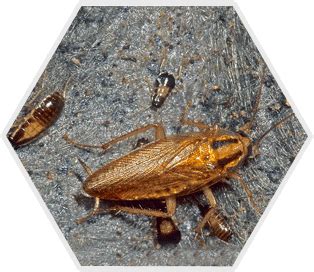 Image result for Cockroach Spray