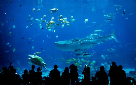 Top 10 Biggest Aquariums in The World - 2025