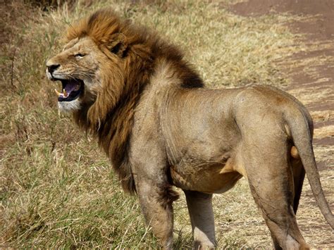 Image result for Lion Algorithm