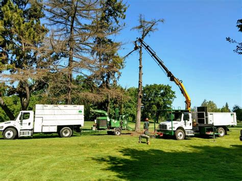 Image result for Remote Control Tree Removal