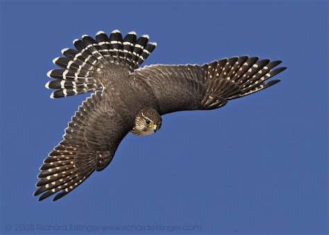 Image result for Merlin In-Flight