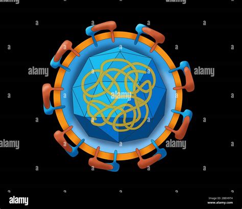 Zika Virus Structure, Illustration Stock Photo - Alamy
