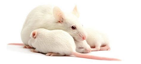 公米奇成功懷孕！生下10隻小老鼠 陸科學家創全球首例 | ETtoday寵物雲 | ETtoday新聞雲