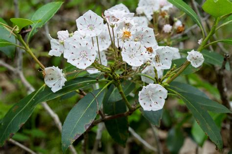 mountain laurel – Woody Plants of Ohio