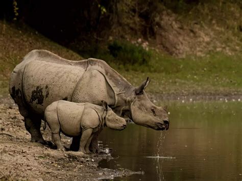 All you need to know about Kaziranga National Park in Assam | Times of ...