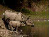All you need to know about Kaziranga National Park in Assam | Times of ...
