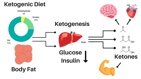 What Is Metabolic Ketosis at Rosalie Eadie blog