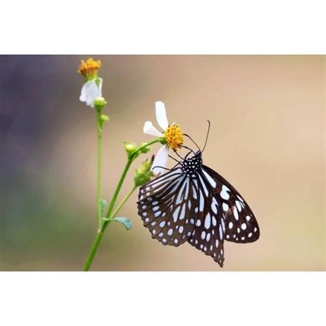 Aura - Black Butterfly