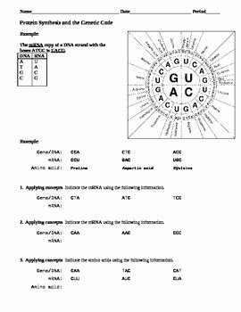 Image result for Protein Synthesis Practice Sheet the Genetic Code