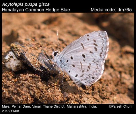 Acytolepis puspa | Butterfly
