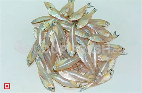 Silver – (Bolenjir) 1 Kg – UDUPI FRESH