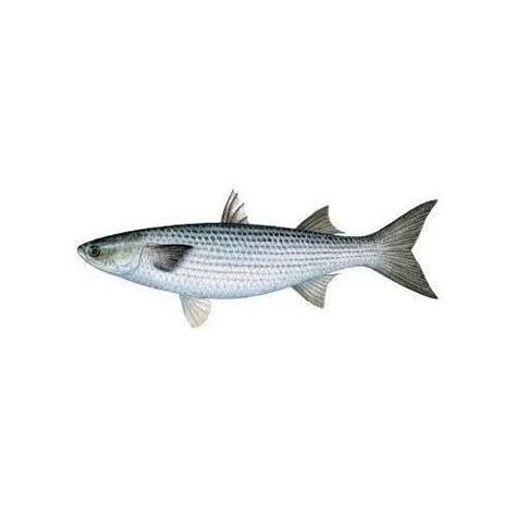 More Mullet Fish - Fresh (Net Wt: 500gm, Gross Wt: 780gm) : Amazon.in ...
