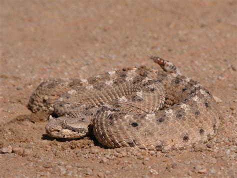 Desert Rattlesnake