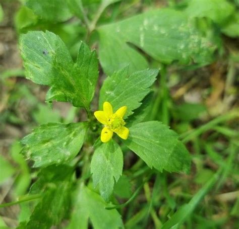 Image result for Test Spring Squareness