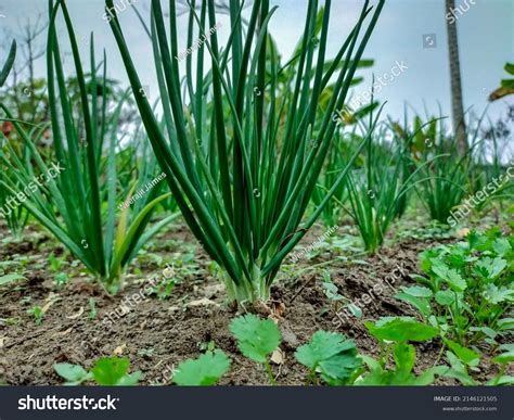 30,920 Onion_family Images, Stock Photos & Vectors | Shutterstock
