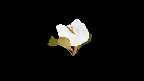 Magnolia grandiflora (Southern magnolia) - 3D model by Cal Poly ...
