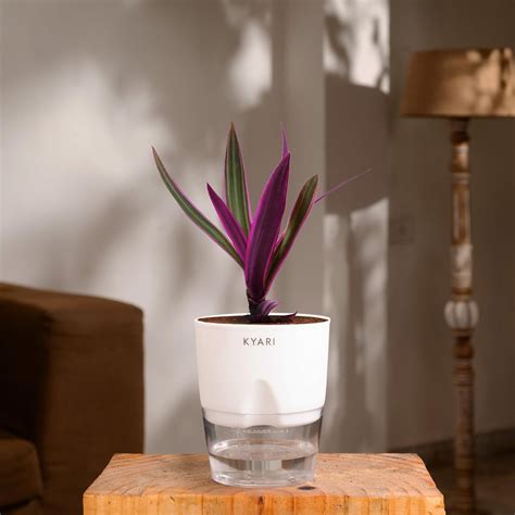 KYARI Rhoeo plant Indoor Plants for Living Room | Live Plants | Plants ...