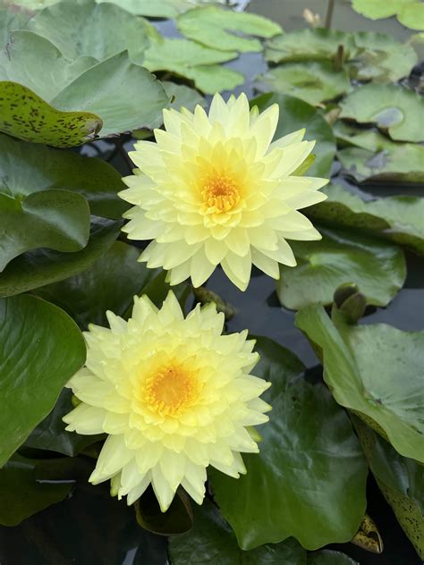 Variety of water lilies in full bloom at Songjiang exhibition - SHINE News