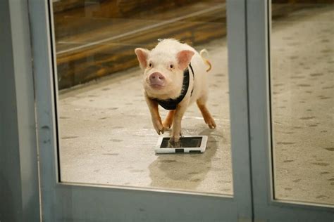 Image result for Petey Python