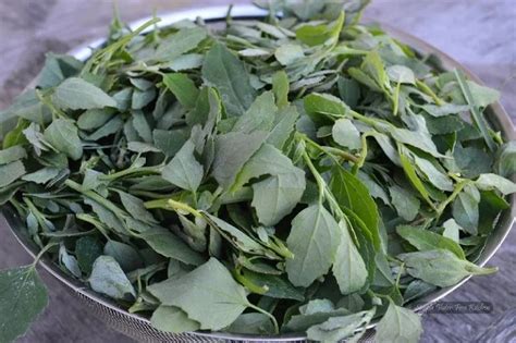 RISTO Bathua Saag Vegetable Seed Price in India - Buy RISTO Bathua Saag ...