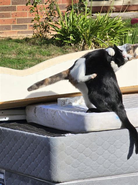 To people on the edge about the S23U because of 'Shutter lag/delay' my cats fighting taken on ...