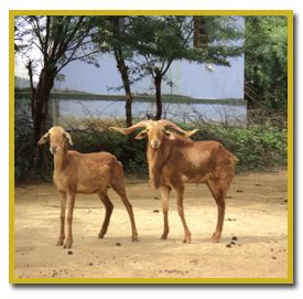 Breeding Management of Sheep and Goat