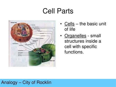 PPT - Cell Organelles Analogy PowerPoint Presentation, free download ...