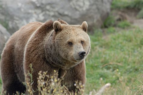 Learning the recipe for grizzly gourmet | Colorado Arts and Sciences ...