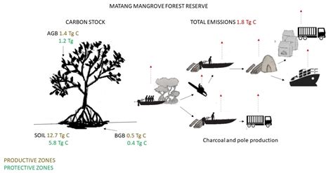Can Mangrove Silviculture Be Carbon Neutral?