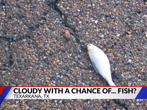 Can Fish Fall From The Sky? The Science Behind Animal Rain