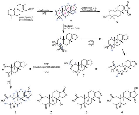 New 3,4-seco-3,19-Dinor- and Spongian-Based Diterpenoid Lactones from ...