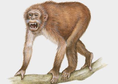 Image result for Dryopithecus