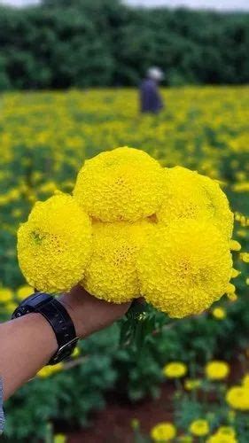 Flower Seeds - Tokyo F1 Marigold Seeds Manufacturer from Ahmedabad