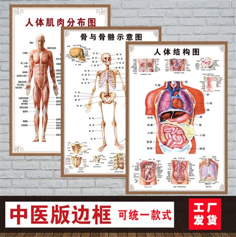 【人体内脏解剖系统：解剖系统医学挂图心脏人体器官】图文介绍、现价与购买-轻舟网