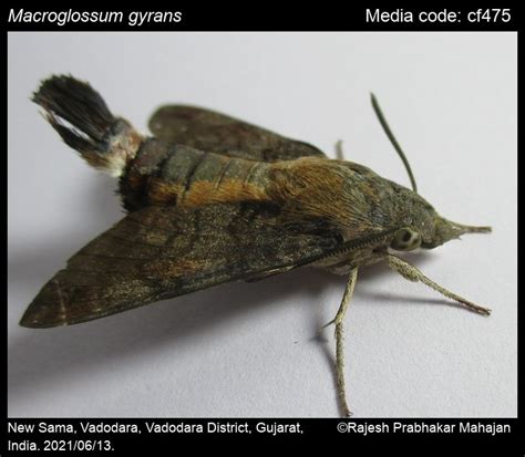 Macroglossum gyrans | Moths