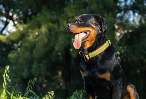 Rencontrez le rottweiler rouge et le golden retriever.