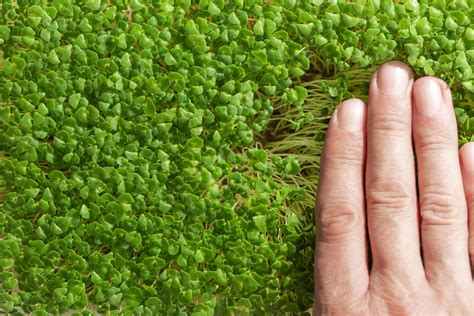 How to Grow Chia Seeds – Full Planting, Sprouting & Care Guide (2022)