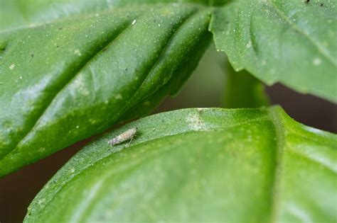 What Insects Eat Basil Leaves? Stop Them From Eating Your Garden
