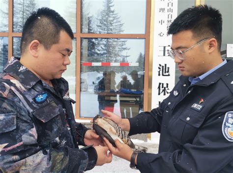 长白山移民管理警察救助国家一级重点保护动物猎隼-中国吉林网