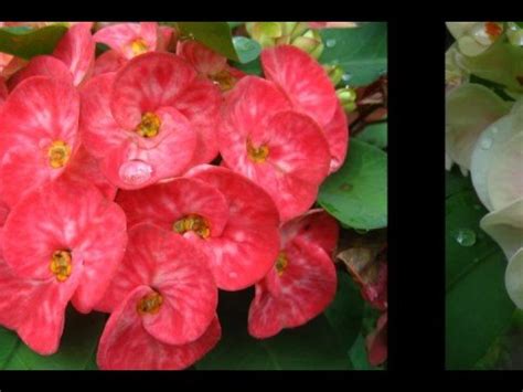 EUPHORBIA-VERIETIES