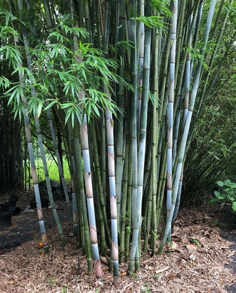 Bamboo Plants For Northern Climates at Keith Herrera blog