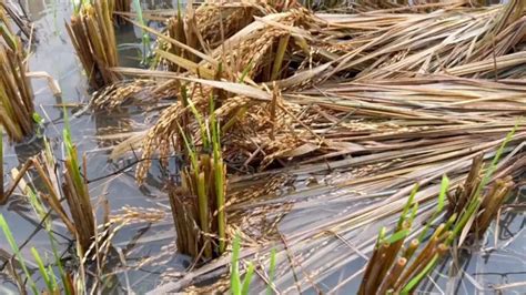 Cyclone Michaung: Odisha SRC directs Collectors to submit crop damage ...