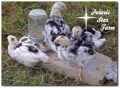 Image result for Miottled Java Chicken